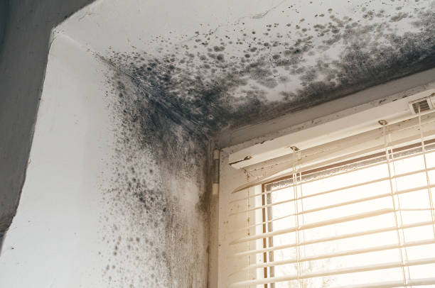 Trusted Mold Inspection service in Newton, TX - Cheap Mold Removal
